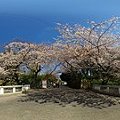 2012年4月6日　駿府城公園　西門橋　桜　360度パノラマ写真