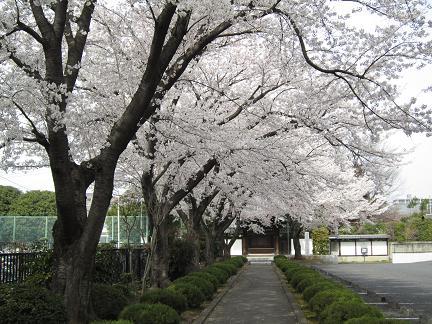 大昌寺参道の桜−2
