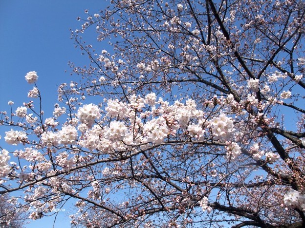 2012桜。部分的に満開なり。