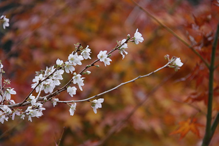 小原の四季桜と紅葉