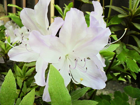 Azalea
