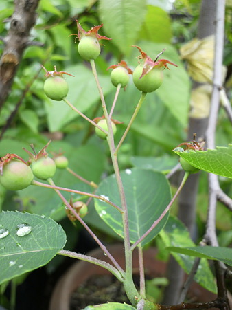 Juneberry