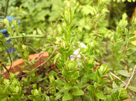 American cranberry