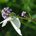 Photos: 蝶を捕らえたハナグモ