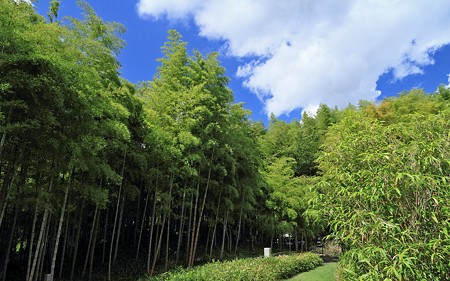 京都市洛西竹林公園024