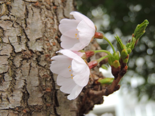 胴吹き桜 写真共有サイト フォト蔵