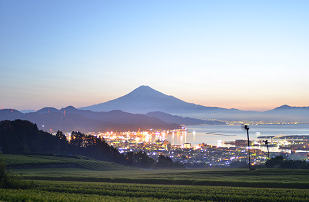 2012日本平茶畑