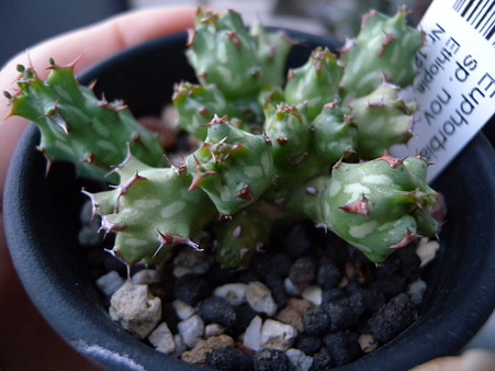 Euphorbia sp.nova