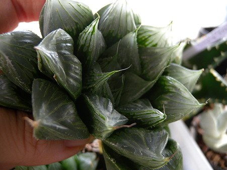 H.Orasonii