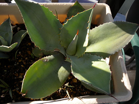 Agave pygmaea