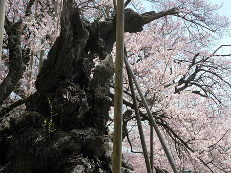 山高神代桜_7