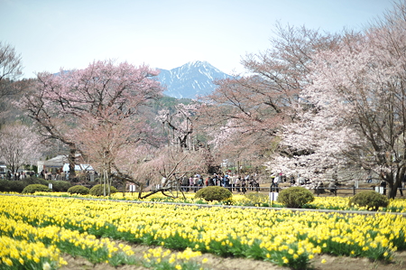 山高神代桜_035