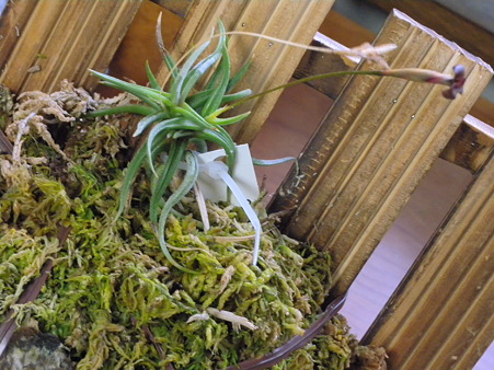 Tillandsia funebris