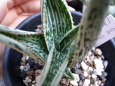 aloe peckii2