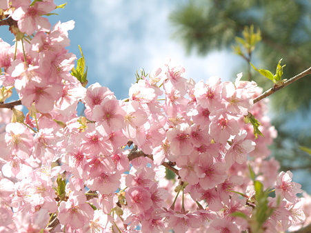 美和桜20120314_4
