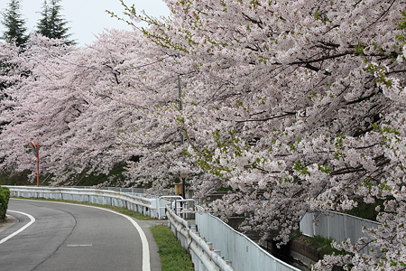 中山町　豊田小学校桜並木