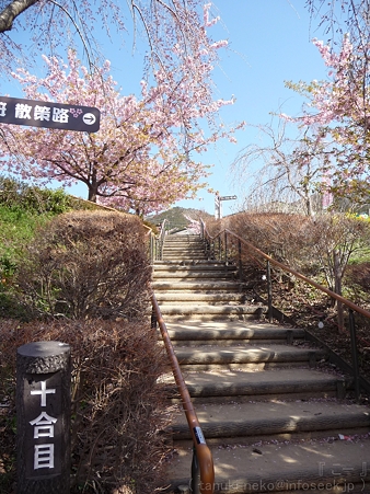 120329-松田山 河津桜 (76)