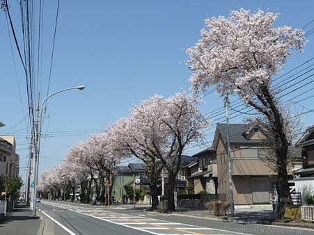 120412-海軍道路 (1)