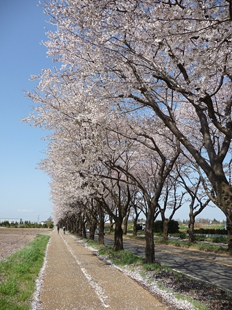 120412-海軍道路 (22)