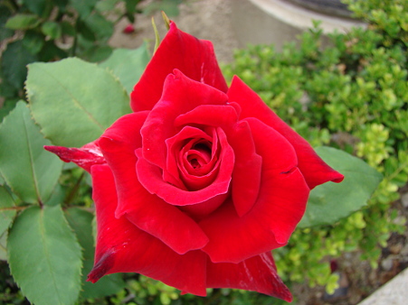 DSC03696