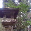 Photos: hakone-shrine[箱根神社]