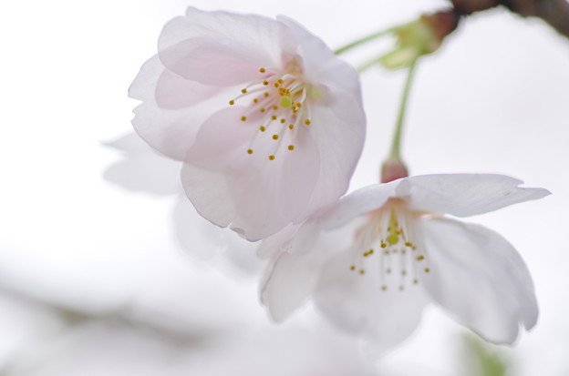 桜 透過する花びらに思いを寄せて 写真共有サイト フォト蔵