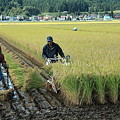 稲刈り始まる02-11.09.23