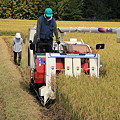 稲刈り始まる01-11.09.23