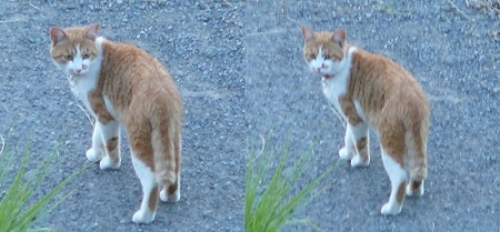 きょろきょろ