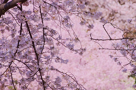 桜満開・三ツ池公園。