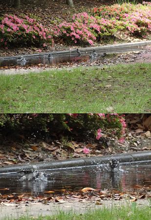 小鳥の行水