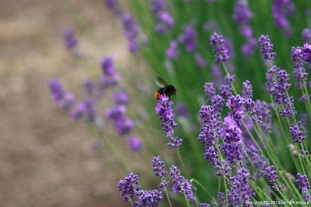 Blog_20120708_Lavendar_06