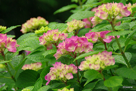 紫陽花