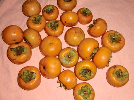 CIMG6484