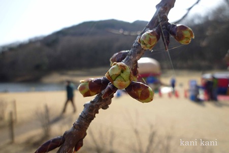 みかも山公園の河津桜