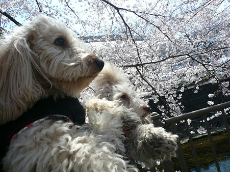 120408_koo_mira_13