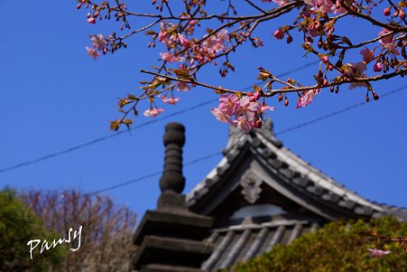 河津桜と・・龍口寺・・3