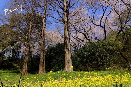 三ッ池公園の桜 33