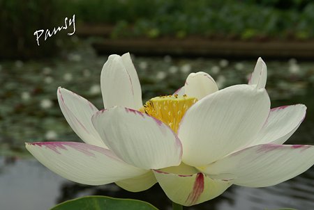 蓮の花・・3