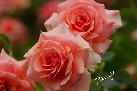 夏の rose garden..3
