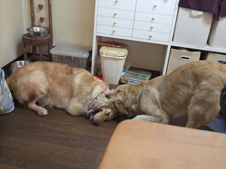 2頭集まれば・・・
