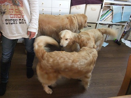 ゴル3頭 何故に??