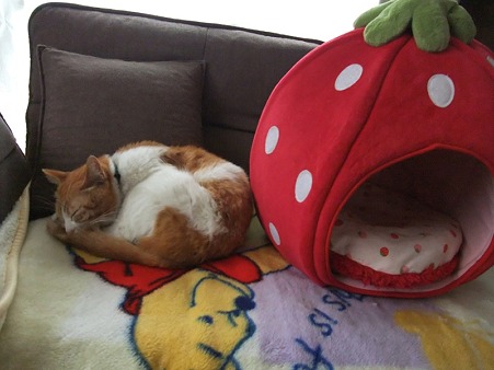 知らない人でも全く平気な猫ちゃん
