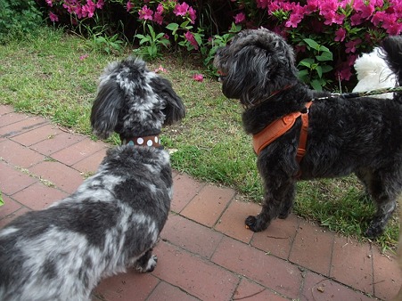 redさんの卒業犬の風太&春馬