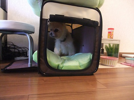 かん太のお部屋だよ