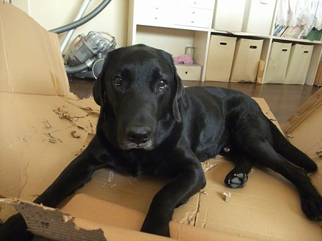 置物の黒犬