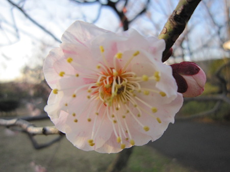 紅梅 ピンク八重