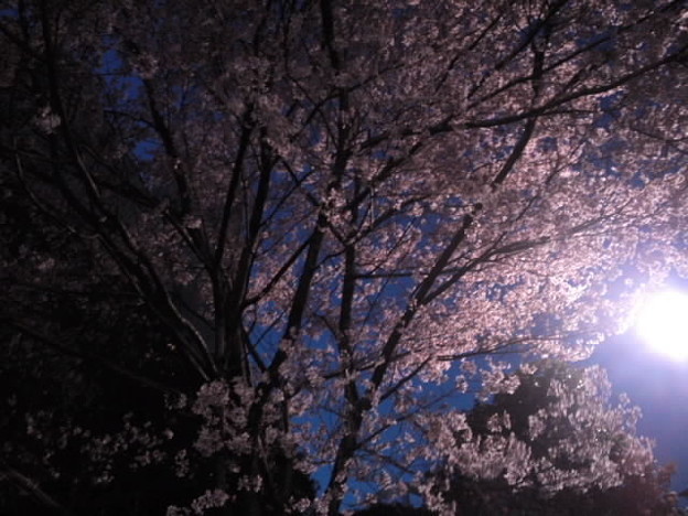 夜桜ー 戸山公園を通って1 写真共有サイト フォト蔵