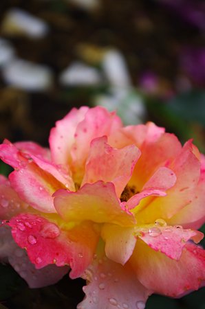 IMGP0512