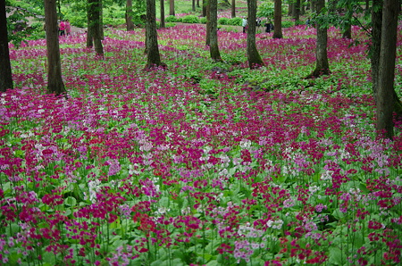 IMGP0952